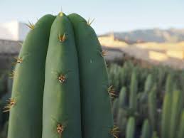 Der san pedro cactus ist eine pflanze, die nicht viel pflege oder . San Pedro Island San Pedro Cacti Trichocereus Family