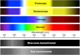 Metal kitchen rack w \/metal rods vs cones color vision tetrachromacy. Advances In Understanding The Molecular Basis Of The First Steps In Color Vision Sciencedirect