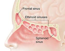 The nose and nasal cavity make up the first portion of the upper respiratory tract. Understanding Your Sinuses