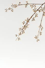 Christmas coronavirus photos new backgrounds popular beauty photos popular transparent png collages. Download Premium Image Of Dry Flower Branch On An Off White Background Flower Branch White Background Dried Flowers