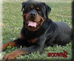 Want to reserve a rottweiler puppy from an upcoming litter, join our waiting list. German Rottweiler Breeders In Ga Petsidi