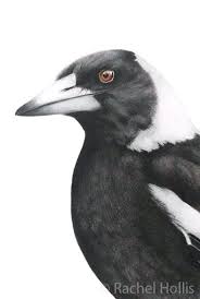 Black And White Australian Animal Prints Australian Magpie Print Australian Bird Giclee Art Print Magpie Art Bird Art Australian Birds