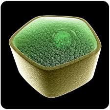 Plant cells are eukaryotic cells present in green plants, photosynthetic eukaryotes of the kingdom plantae. 2 9 Plant Cell Structure K12 Libretexts