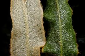 Image result for Elaphoglossum tanganjicense