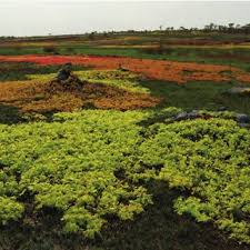 Image result for Cryptosepalum exfoliatum