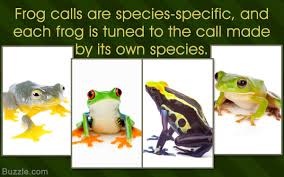 A List Of All Types Of Frogs And Toads With Amazing Pictures