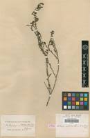 Image result for Cystostemon hispidissimus