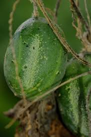 Image result for Cucumis quintanilhae