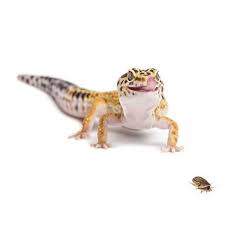 Can You Use Dubia Roaches As Cuc? | Dubiaroaches.Com – Dubia.Com