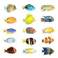 tropical fish pictures hd wallpapers tropical fish pictures tropical fish fish clipart