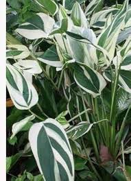 Image result for Maranta arundinacea