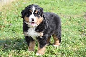 Beide ouder dieren hebben goede en geldige. Berner Sennen Pups Kopen Bulldogs Pinschers En Molossers