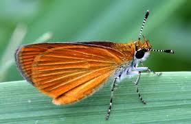 Image result for Ancylobothrys