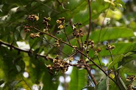 Image result for Anthonotha