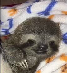 A place for really cute pictures and videos!. Baby Sloth Birthday Gifs Tenor