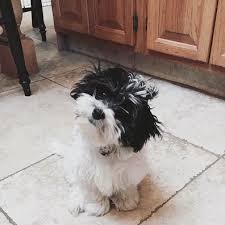 Black And White Maltese Chihuahua Mix Havanese Maltese Mix Desilu Havanese Maltese Mix Havanese Dogs