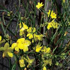 Image result for Jasminum nudiflorum