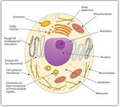 Check spelling or type a new query. Biology Form One Study Notes Topic 3 Cell Structure And Organization Darasa Letu