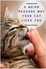 6 Weird Reasons Why Your Cat Licks You Cat Behavior Cat Care Cats