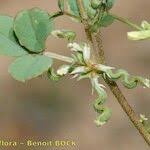 Image result for Trigonella anguina