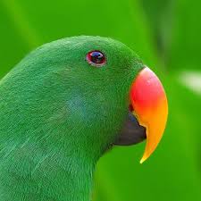 Green Bird With Red Ring Around Neck Green On Green Green Animals Birds Pet Birds