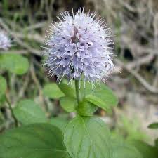 Image result for Mentha aquatica