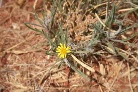 Image result for Geigeria burkei