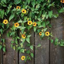 Pin On Window Box