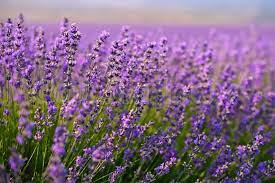 Download and use 10,000+ flower garden stock photos for free. Purple Lavender Flowers In The Field Stock Image Colourbox