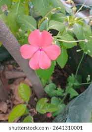 Image result for Impatiens stuhlmannii
