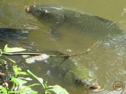 7 cara budidaya ikan air tawar kolam terpal diterapkan pada lahan dengan air dan luas terbatas yang dapat meminimalisir biaya perawatan ikan air tawar. Agam Targetkan Produksi Ikan Air Tawar 50 Ribu Ton Di 2020