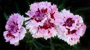 Unfortunately, there have been few clinical studies done on medical magnolias. Carnation Flower Meaning Symbolism And Colors