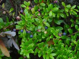 Image result for Vaccinium madagascariense
