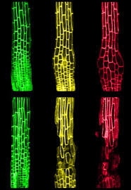 Cell walls provide protection and support. Walls Toxicity And Explosions How Plant Cells Protect Themselves From Salinity In Soil Carnegie Institution For Science