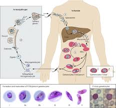 There are various methods available for detection of malaria parasite such as histogram based thresholding method, holography technique. Top Life Cycle Of Plasmodium Falciparum And Gametocyte Development Download Scientific Diagram