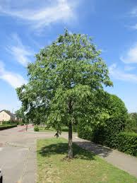 Image result for Celtis