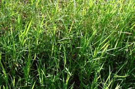 Image result for Digitaria ternata