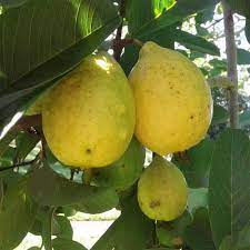 Buy Fruit Plants Online At Plants Universe Largest Plants Nursery In Pakistan