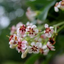 Image result for Schrebera