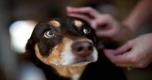 My Dog Has Vomited Three Times Tonight She Is Panting And Licking And Gagging Sometimes She Gags Up White Foam Petcoach