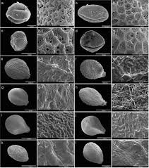 Image result for Achyrospermum laterale