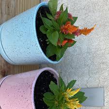 Image result for Celosia elegantissima