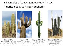 In evolutionary biology, convergent evolution is the process whereby organisms not closely related, independently evolve similar traits as a result of having to adapt to similar environments or ecological niches. Chapter 10 Plants And Fungi As Branches Of The Tree Of Life Ppt Download