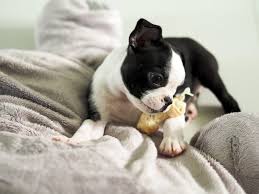 Don't miss what's happening in your neighborhood. Boston Terrier Puppies Little And Dapper Furry Babies