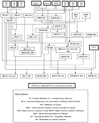 The malayan chapter of the iri was formed in 1960 by a group of scientist working at the rubber research institute (rrim) and some enthusiastic individuals working in the rubber industry. Inheritance Of Pb 56 And Tjir 1 Cytoplasm For Derivation Of Clones Download Scientific Diagram