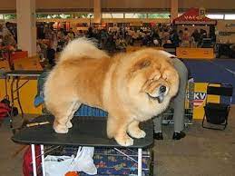 Citeste un top 10 al raselor de caini inteligenti din intreaga lume. Cele Mai Scumpe 10 Rase De Caini Din Lume Galerie Foto Mobile