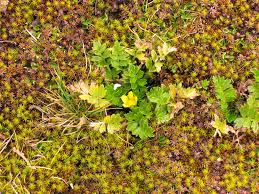 Image result for Ranunculus oreophytus