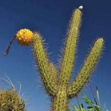 In fact, the majority of cacti are native to dry regions… Pdf Cactus Succulent And Pachycaul Flora Of Mona Island