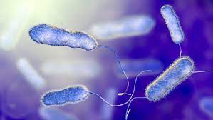 Legionellosis is a respiratory disease caused by legionella bacteria. From Obscurity To Clarity European Developments In Legionella And Legionnaires Disease Nch Europe