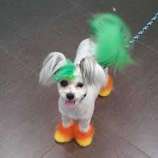 Pin By Jennifer Shehata On Archie In 2020 Dog Grooming Dog Dye Dog Halloween